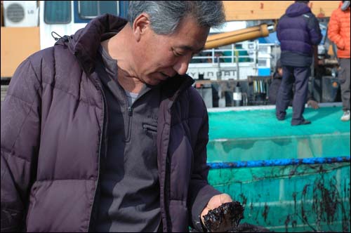 김유평씨가(도화면 발포리) 질 좋은 물김을 구입하기 위해 경매장에 나온 물김을 꼼꼼히 살펴보고 있다.