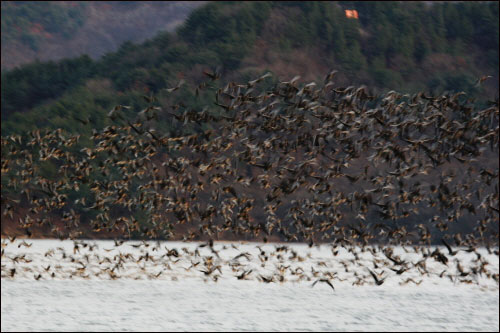 토교저수지는 이렇게 많은 겨울철새들이 와서 쉬어 가는 곳이다. 많은 사람들이 토교저수지의 이런 모습에 큰 감동을 느끼고 돌아갔다. 쇠기러기의 군무. 2008년 12월 