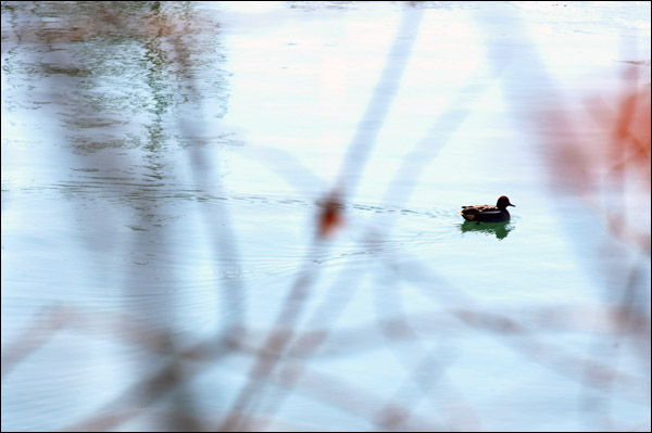 연못에 원앙새가 놀고 있다.
