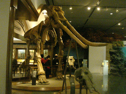 　　비와코박물관 상설 전시실 입구에 마련된 코끼리 뼈 화석입니다.