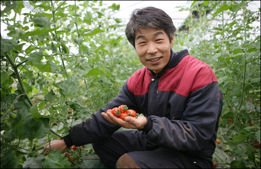 '유기농명인' 김상식 씨가 자신의 하우스에서 방울토마토를 따고 있다. 
