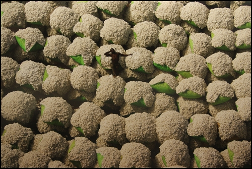 코트디부 북쪽 지방에서는 목화가 주된 환금작물이다. 15만명이 넘는 경작자들이 약 30만톤에 달하는 면화를 생산한다.