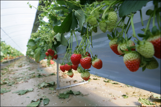 수출용 딸기 '원스 베리'의 하우스. 딸기에 흙이 묻지 않도록 재배 관리되고 있다.