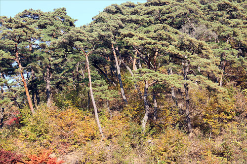 고운사 일대는 금강송 숲으로 에워싸여 있다.