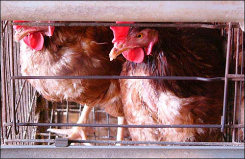 산란계 닭이 살아가는 환경. 날개를 피지 못할 정도의 좁은 공간에서 항상 질병에 시달린다.