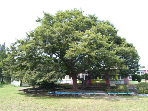 단종이 쉬어갔던 자리를 커다란 느티나무가 지키고 있으며 어린이들이 뛰놀던 초등학교는 폐교되었다.

