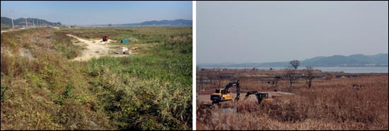 5구역 신성리갈대밭 인근. 공사로 인해 갈대밭(왼쪽)과 모새달 군락지(오른쪽)가 훼손되고 있다. 