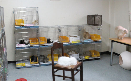 H씨가 지난해 마포구 망원동 아파트에서 고양이를 옮긴 후 보호하고 있는 사무실의 현재 모습이라고 공개한 사진이다. H씨는 자신의 블로그 글을 통해 현재 보호하고 있는 고양이 숫자는 58~60마리라고 주장했다. 