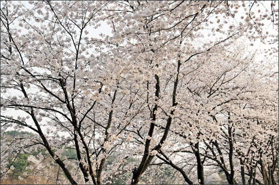 벚꽃이 흐드러진 봄날.