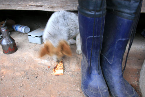 업둥이 개도 피자 한 조각을 먹고 있습니다. 
