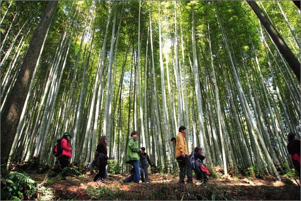 일본 규슈 사가현 다케오 코스의 다케오(武雄)신사 옆 대나무 숲길. 이 부근에 수령 3000년 이상된, '지구의 안테나'라 불리는 녹나무가 있다. 