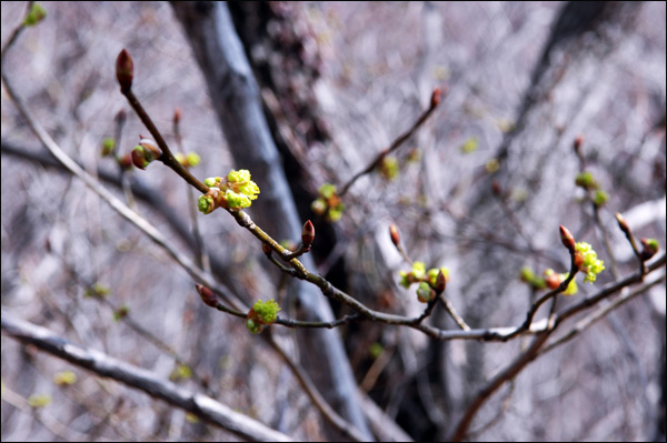 샛노란 생강나무꽃이 봄을 부르고 있다.