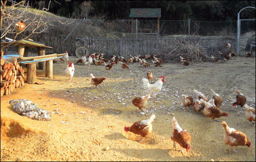 여기저기 풀어진 닭들이 땅을 헤집으며 먹을거리를 찾고 있다. 농장은 또 대숲으로 둘러싸여 있다.