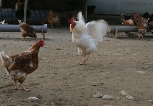 운동장을 노니는 닭들. 수탉 한 마리가 암탉 앞에서 시위를 하고 있다.