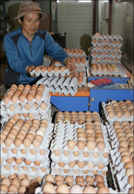농장 주인 송홍주 씨가 달걀을 선별하고 있다. 송씨는 '유기농 명인'으로 지정돼 있다.