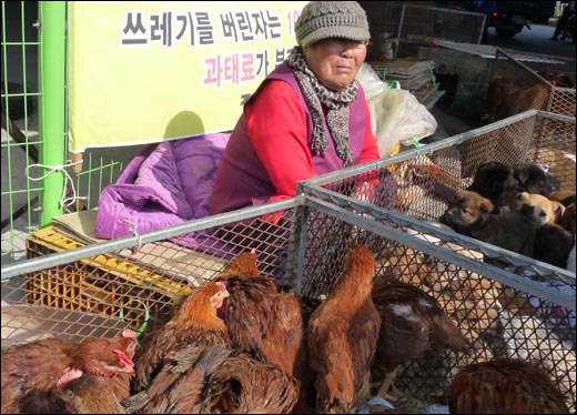 황룡장 풍경. 시골장터에서 흔히 만날 수 있는 닭과 오리전이다.