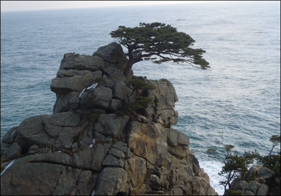 바위절벽 꼭대기에 서있는 소나무
