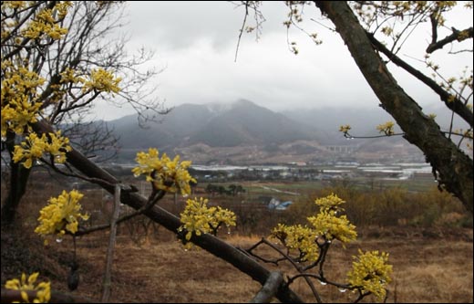 비 내리는 날 산수유마을 풍경. 구름을 잔뜩 짊어진 지리산의 형세가 노오란 산수유꽃과 대비를 이루고 있다.