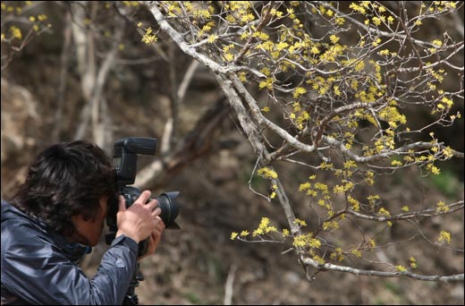 산수유꽃의 아름다움. 한 사진동호외원이 계곡가에 피어난 산수유꽃을 카메라에 담고 있다.