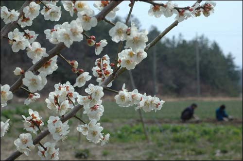 남녘의 봄은 매실 나무에서 부터 찾아옵니다. 3월 중순부터 매실나무에 꽃이 주렁주렁 매달리기 시작했습니다. 아내가 인상이 하고 토란을 심는 모습을 찍었습니다.