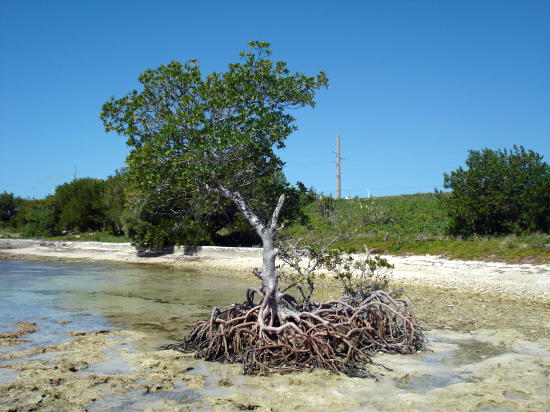 바다의 암반 위에 뿌리를 내린 맹그로브 나무