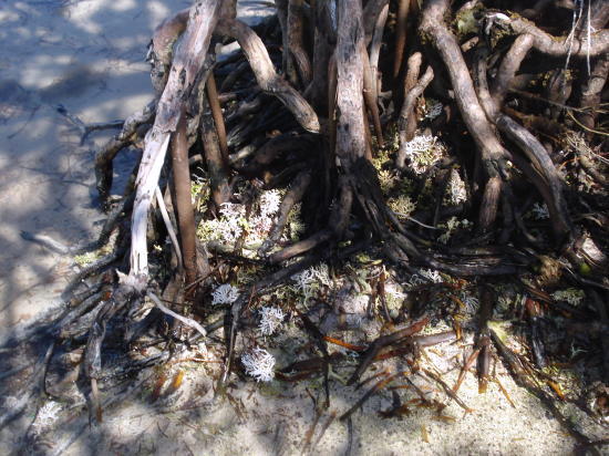 맹그로브 뿌리들 속에는 산호, 굴, 게, 조개들이 서식한다.