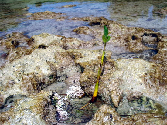 바닷물에 떠내려온 종묘가 암반 위에서 뿌리를 내리려 하고 있다.
