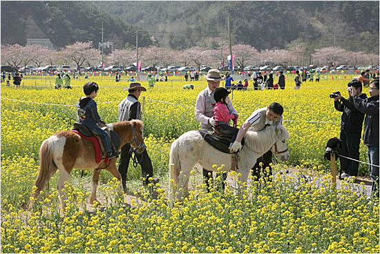 삼척맹방유채꽃축제 현장(자료 사진).