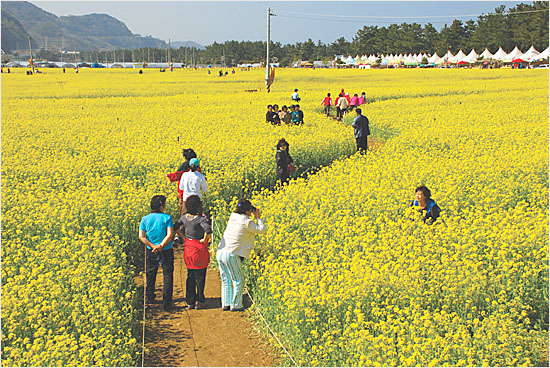  삼척맹방유채꽃축제(자료 사진).