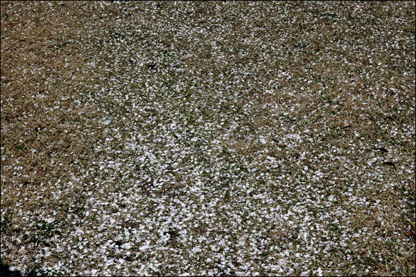 벚꽃잎이 바람에 흩날려 땅바닥에 쌓였습니다.