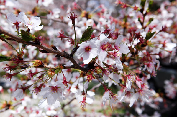 봄을 상징하는 벚꽃이 눈이 부실 정도로 아름답습니다.