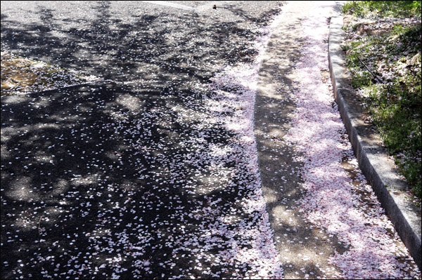 봄을 상징하는 벚꽃 눈이 내려 마당에 쌓였습니다.