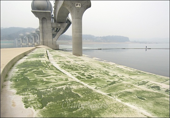  이포보 수중광장에 번식한 녹조류. 물속에서는 매우 미끄럽고 비린 풀냄새가 난다.