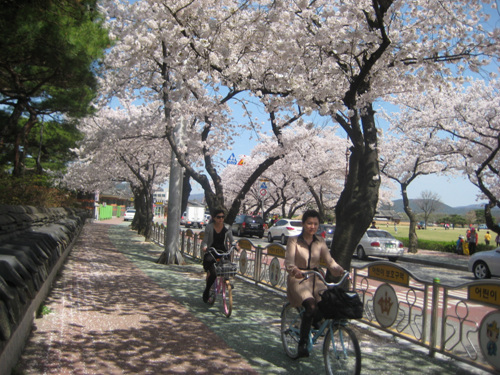 경주 벚꽃을 만끽하면서 자전거를 타는 사람들이 많다.