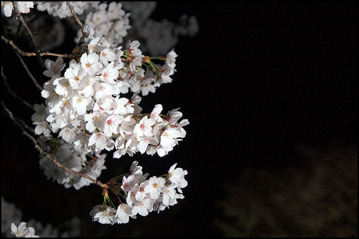 지금 구미시 금오산 둘레에는 벚꽃이 한창입니다. 밤에 찍는 꽃사진, 찍기는 매우 어려웠지만 무척이나 아름다웠답니다.