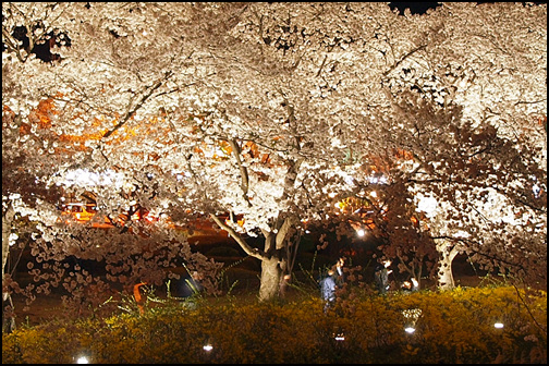벚꽃나무 아래에 불빛을 받아 빛깔이 참 아름답네요.