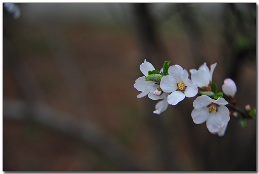 앵두꽃의 꽃말은 '수줍음' 이랍니다.