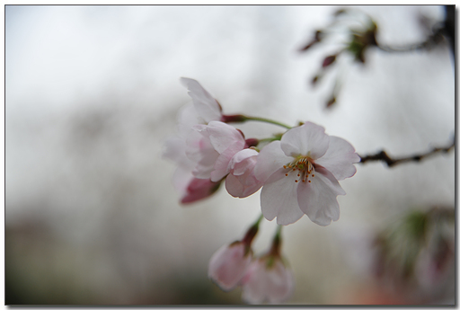 벚꽃의 꽃말은 '정신의 아름다움' 이랍니다.