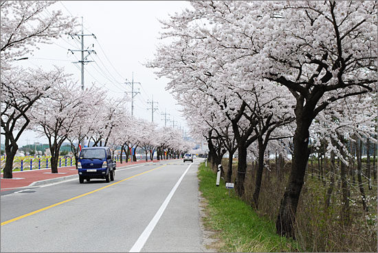 삼척맹방유채꽃축제 현장, 아름드리 벚꽃나무 길.