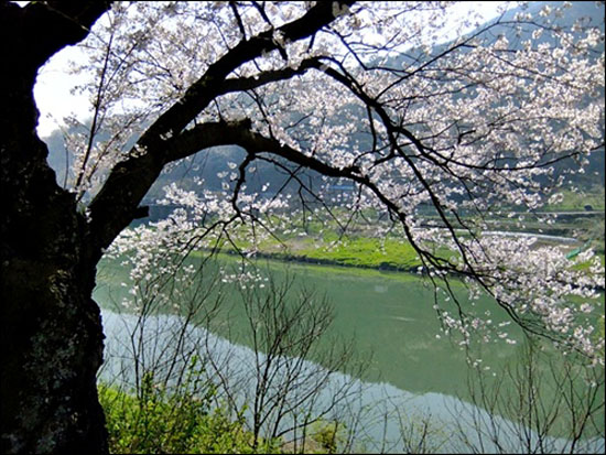 보성강변 사는 오래된 벚나무의 꽃잎들이 눈이 부실 정도로 아름답다. 