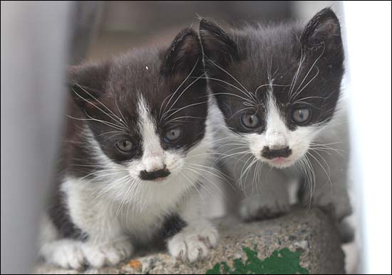 콧수염을 달고 있는 길고양이 새끼들, 챨리 채플린처럼 콧수염을 달고있다.