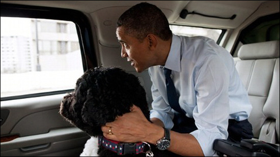 오바마의 애완견 보(Bo)가 대통령 전용차 안에 있는 모습