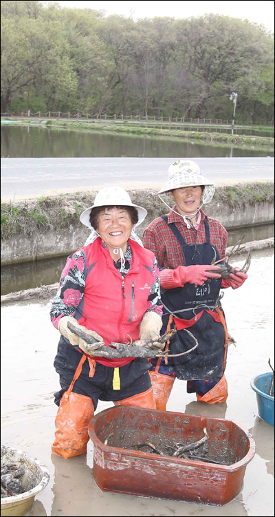  19일 경남 함양군 상림공원 옆 연꽃단지에서 인부들이 백연을 심고 있다. 
