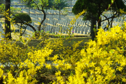 노란 개나리꽃 사이로 희뜩희뜩 보이는 일반 장병들의 묘역
