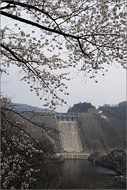 벚꽃 사이로 올려다 보이는 소양강댐.
