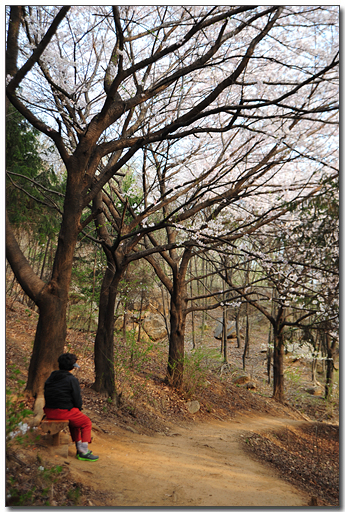 벚꽃길을 걷다가 휴식을 취하고 있는 시민