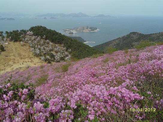 대금산에는 진달래꽃 절정...저만치 쪽빛 바다와 이수도가 보이고...