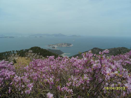 진달래꽃...멀리 희미하게 거가대교가 보이고 섬들과 쪽빛 바다와 푸른 하늘...그리고 연분홍 진달래가 멋진 조화를 이루고...