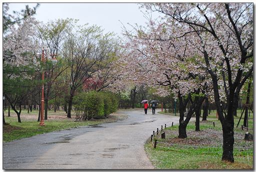 벚꽃길 산책