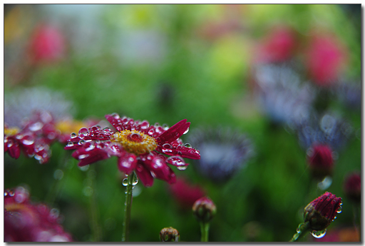 비에 젖은 꽃